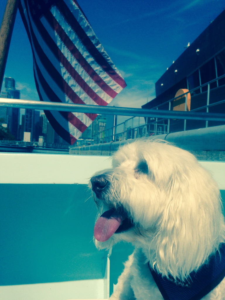 Canine Cruise, Chicago, IL