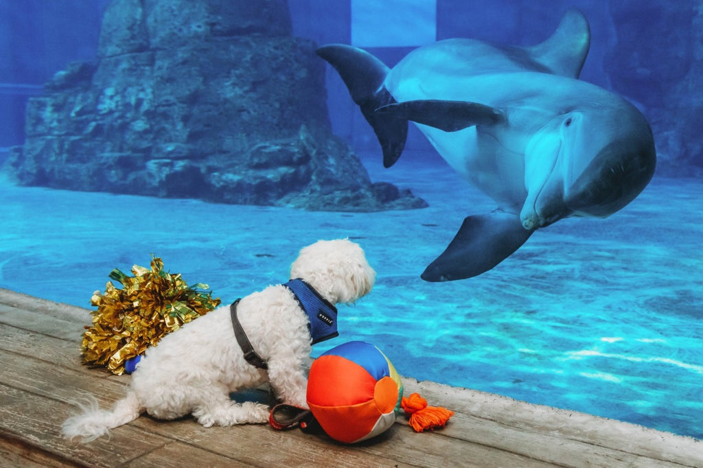 Nicholas the Dolphin, Clearwater Marine Aquarium, FL