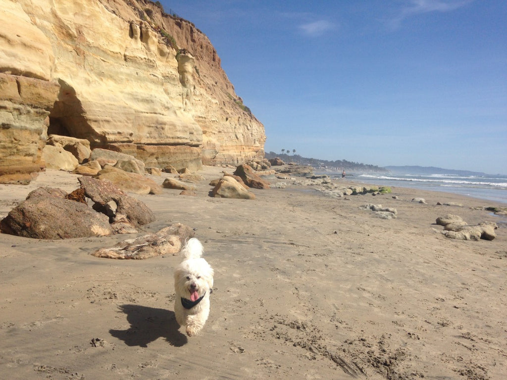 Del Mar Beach, Del Mar CA