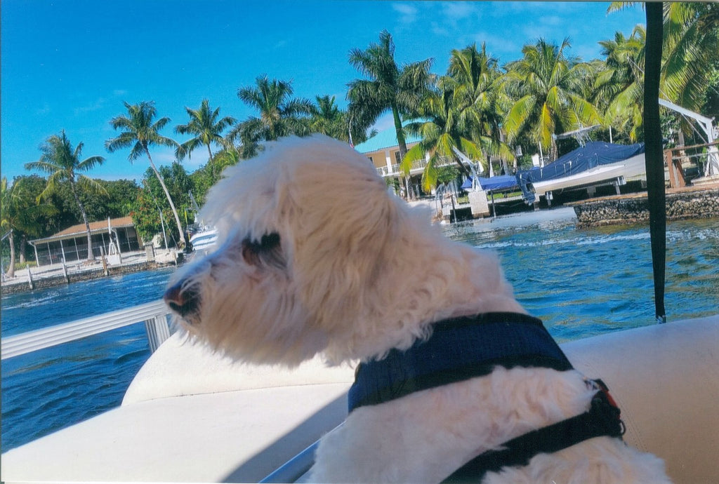 Captain Sterling’s Everglades Tour, Key Largo FL